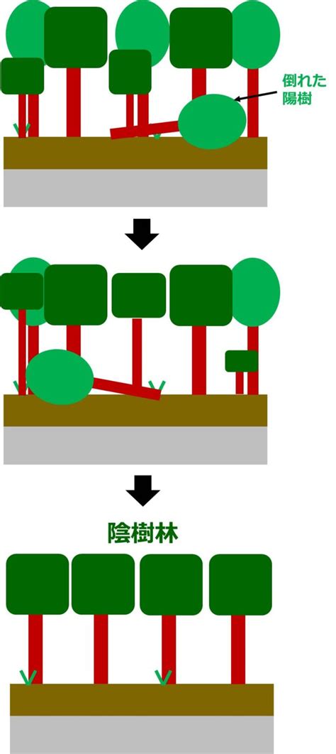 陽樹林 陰樹林|植生の遷移／裸地から森林ができるまで